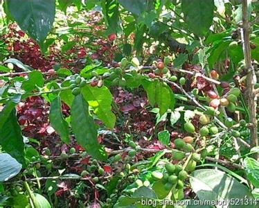 紫苏的营养和药用价值 咖啡树怎么养 咖啡树的药用价值