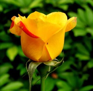 黄玫瑰花语大全 黄玫瑰花语是什么意思 黄玫瑰花语大全