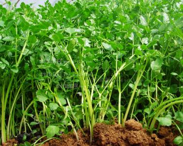 芹菜栽培技术 有关芹菜的冬季栽培管理