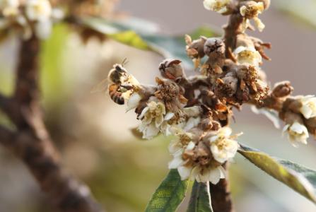 蜂群管理模式 关于蜂群的冬季管理