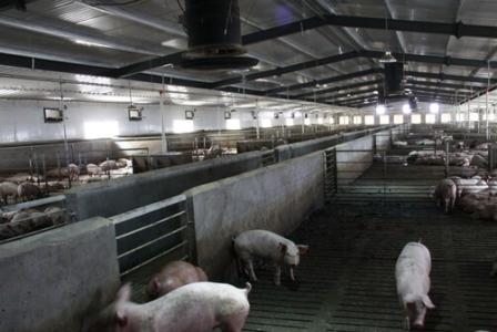现代生产管理技术 有关现代种猪的生产管理技术