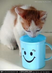 怎么教猫喝滚珠饮水器 怎么教猫咪喝水