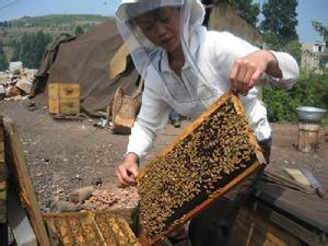 密蜂养殖技术视频 蜜蜂应该怎么养