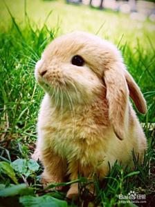 宠物兔子怎么养会没味 宠物小兔子怎么养