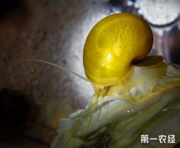 黄金玉螺的烹饪方法 黄金螺怎么养 黄金螺的饲养方法