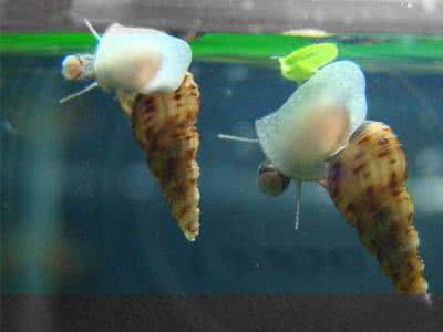 常见观赏鱼 观赏螺怎么养 养观赏螺的常见问题(2)