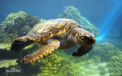 海龟怎么养 海龟的生活习性