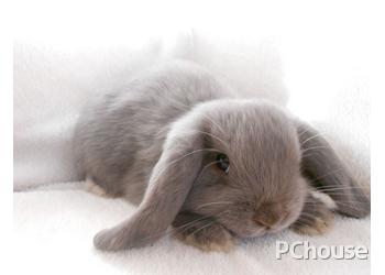 成年垂耳兔多少钱一只 垂耳兔的价格