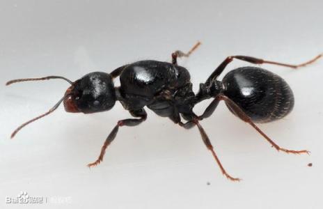 蚂蚁的特性 蚂蚁怎么养 蚂蚁的特性