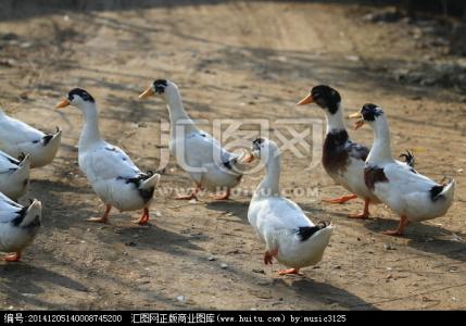 鸭脚木养殖及繁殖方法 怎么养殖鸭 鸭的繁殖方法