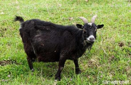 黑山羊养殖场 怎样养黑山羊_黑山羊的养殖方法