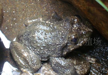 石蛙怎么煮最营养价值 怎么养石蛙 石蛙的繁殖