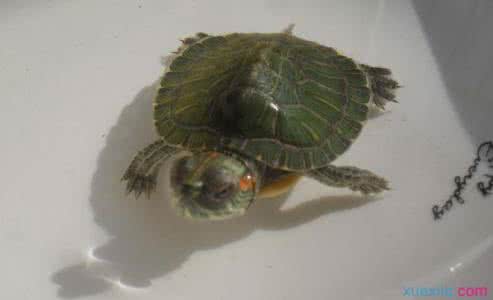 养龟新手如何挑选乌龟 绿龟怎么养 绿龟的挑选