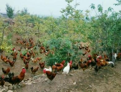 散养鸡的养殖方法 怎样养殖散养鸡_散养鸡要怎么养