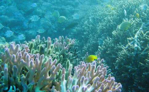 珊瑚礁的形成 珊瑚礁怎样形成的