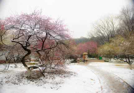 时光惊雪 时光惊雪纷纷落