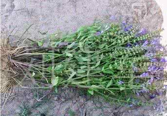 白花蛇舌草功效与作用 半枝莲和白花蛇舌草有什么功效和作用