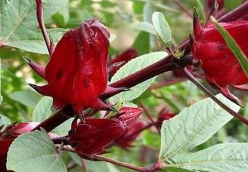玫瑰茄的功效与作用 玫瑰茄的用法 玫瑰茄有哪些作用
