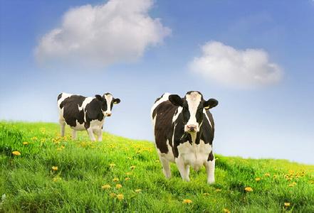 高产奶牛 有关奶牛夏季高产饲养管理要点