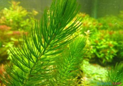 金鱼藻如何固定在鱼缸 金鱼藻怎么养