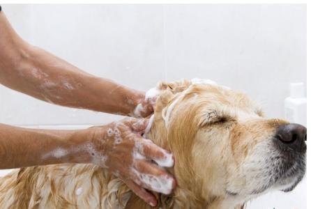 狗狗洗澡步骤 帮宠物狗狗洗澡的完整步骤