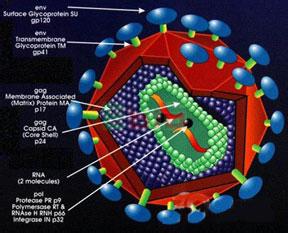 hiv2抗病毒药物耐药 HIV病毒是怎么形成的(2)