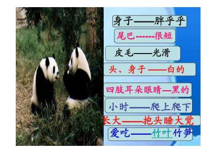 大熊猫知识 大熊猫的五个基本知识