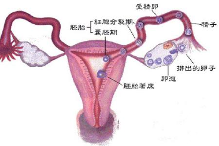 卵巢大是否影响怀孕 卵巢大怎么回事