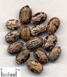 蓖麻籽 蓖麻籽真的能吃吗