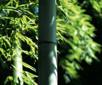 竹子的形态特征 竹子怎么养 竹子的形态特征