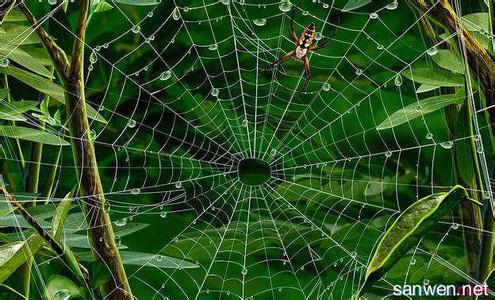 蜘蛛网是怎么形成的 蜘蛛网怎么形成的 蜘蛛丝的成因是什么