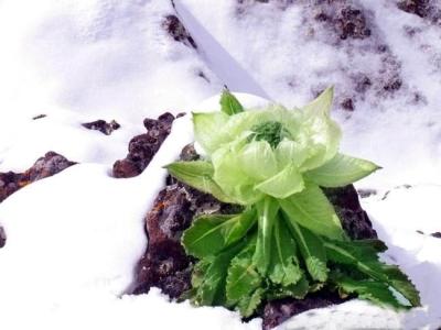 天山雪莲怎么吃 天山雪莲应该怎么吃