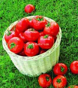 西红柿最有营养的吃法 怎么吃西红柿最有营养