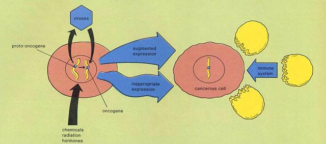癌细胞是怎么形成的 癌细胞是怎么形成的(2)
