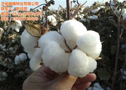 中小叶棉花品种 棉花品种选择的技术