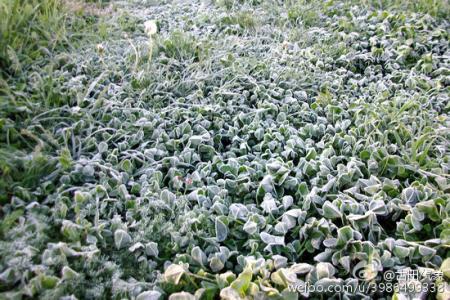 怎样防御农作物霜冻 农作物受霜冻的预防