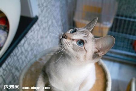 暹罗猫的饲养方法 饲养暹罗猫的五种正确方法
