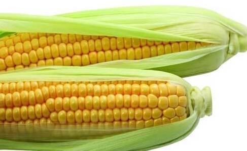 玉米的营养价值 玉米的五大营养价值