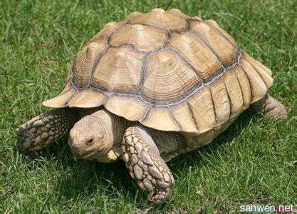 地图龟怎么养 地图龟的生活习性