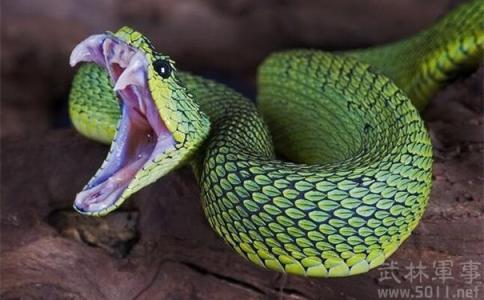 基伍树蝰 基伍树蝰是世界上最美丽的蛇