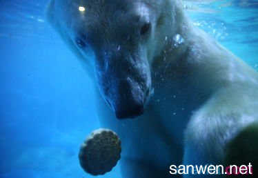 冰川融化北极熊 冰川融化可导致北极熊幼崽溺水身亡
