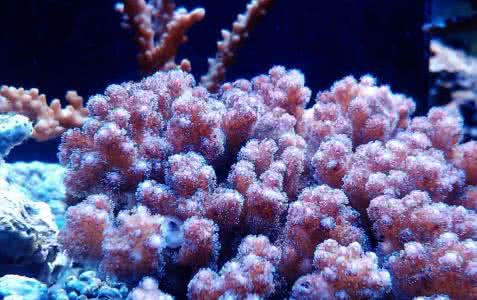 珊瑚礁是怎么形成的 珊瑚礁形成的原因