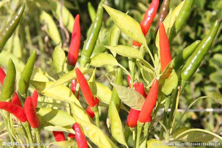 辣椒的功效与作用 辣椒叶的功效与作用 辣椒叶的做法