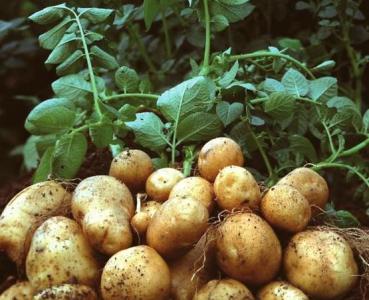 土豆怎样种植产量高 怎么种土豆产量高_土豆应该怎么种