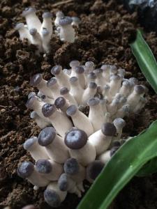 蘑菇的药用价值 怎么养蘑菇 蘑菇的药用价值