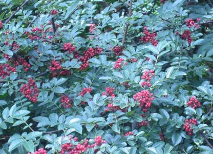 花椒种子种植方法 花椒种子应该怎么种植