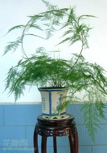 矮云竹盆景的养殖方法 文竹的养殖方式