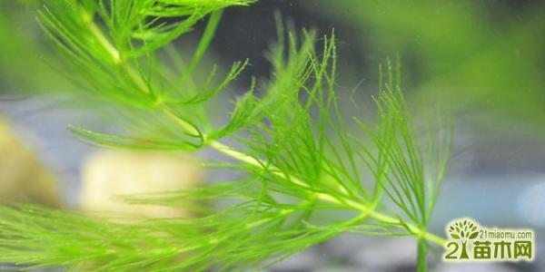 金鱼藻怎么固定 金鱼藻怎么种