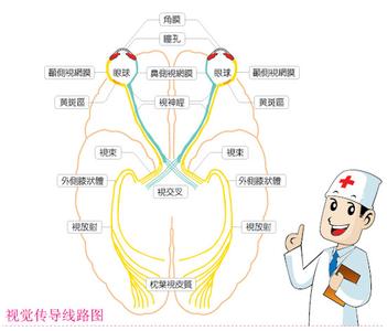 弱视不治疗会怎样 弱视是怎样形成的