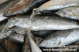 鉴别鱼饲料质量的方法 鲜鱼质量怎样鉴别